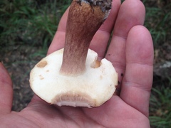 Tylopilus badiceps