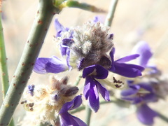 Psorothamnus emoryi arenarius