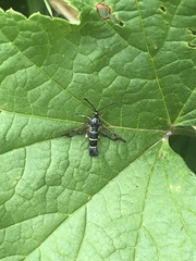 Synanthedon tipuliformis