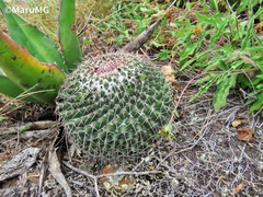 Mammillaria polythele