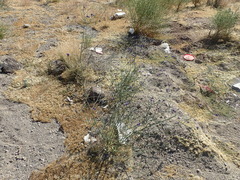 Psorothamnus emoryi arenarius