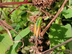 Caryanda spuria