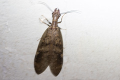 Corydalus peruvianus