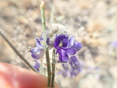 Psorothamnus emoryi arenarius