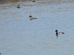 Aythya affinis