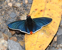 Elbella intersecta