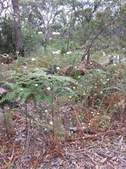 Trachymene composita
