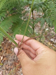 Trachymene composita