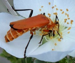 Chauliognathus discus