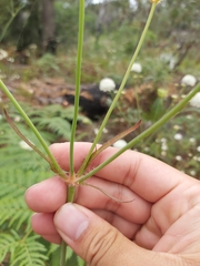 Trachymene composita
