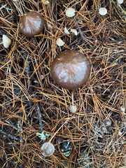 Chroogomphus vinicolor