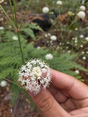 Trachymene composita