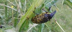 Larinus latus