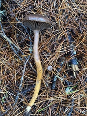 Chroogomphus vinicolor