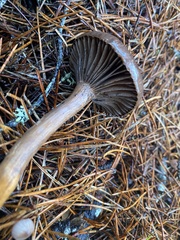 Chroogomphus vinicolor