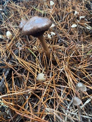 Chroogomphus vinicolor