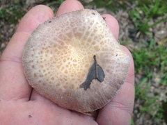 Russula crustosa