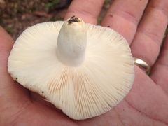 Russula crustosa