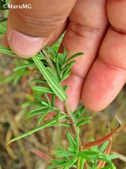 Aldama linearis