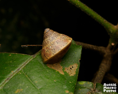 Rhynchotrochus macgillivrayi