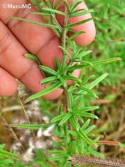 Aldama linearis