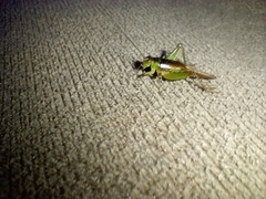 Orthoptera