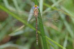 Austrogynacantha heterogena