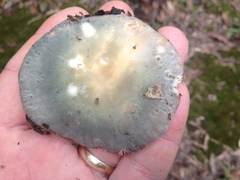 Russula parvovirescens