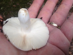 Russula parvovirescens