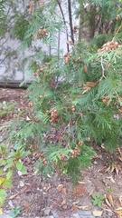Thuja