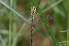 Austrogynacantha heterogena