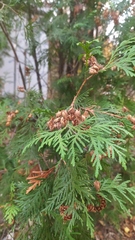 Thuja