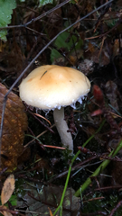 Stropharia ambigua