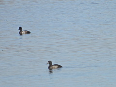 Aythya affinis