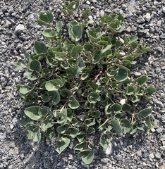Mirabilis multiflora glandulosa