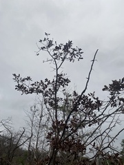 Quercus boyntonii