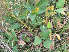 Erythrina leptorhiza