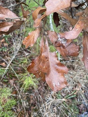 Quercus boyntonii