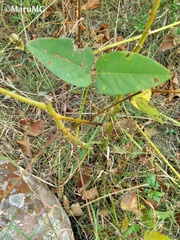 Erythrina leptorhiza