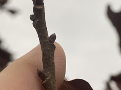 Quercus boyntonii