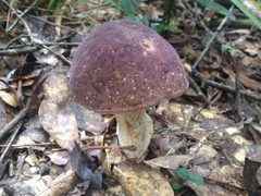 Tylopilus williamsii