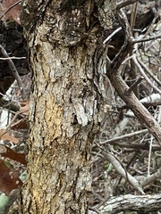 Quercus boyntonii