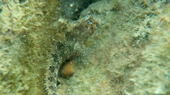 Parablennius tentacularis