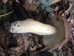 Tylopilus williamsii