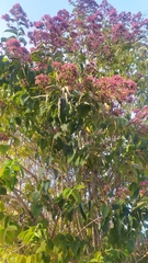 Clerodendrum trichotomum