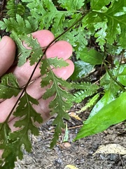Pteris macilenta