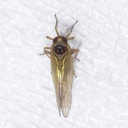 Javesella pellucida photo 3