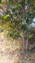 Clerodendrum trichotomum