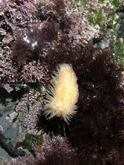 Aeolidia