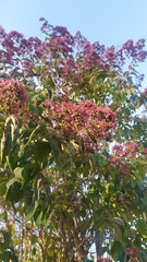 Clerodendrum trichotomum